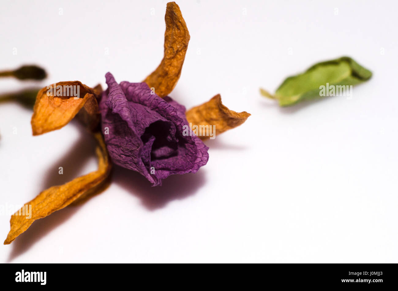 Dry Tiny Flower Stock Photo
