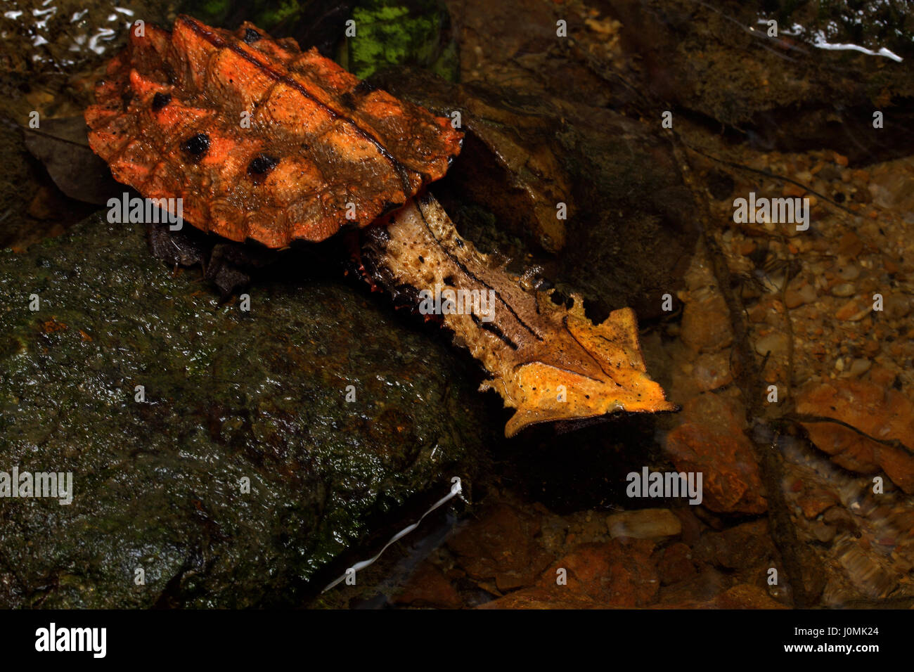 Mata mata Stock Photo 138136940 Alamy