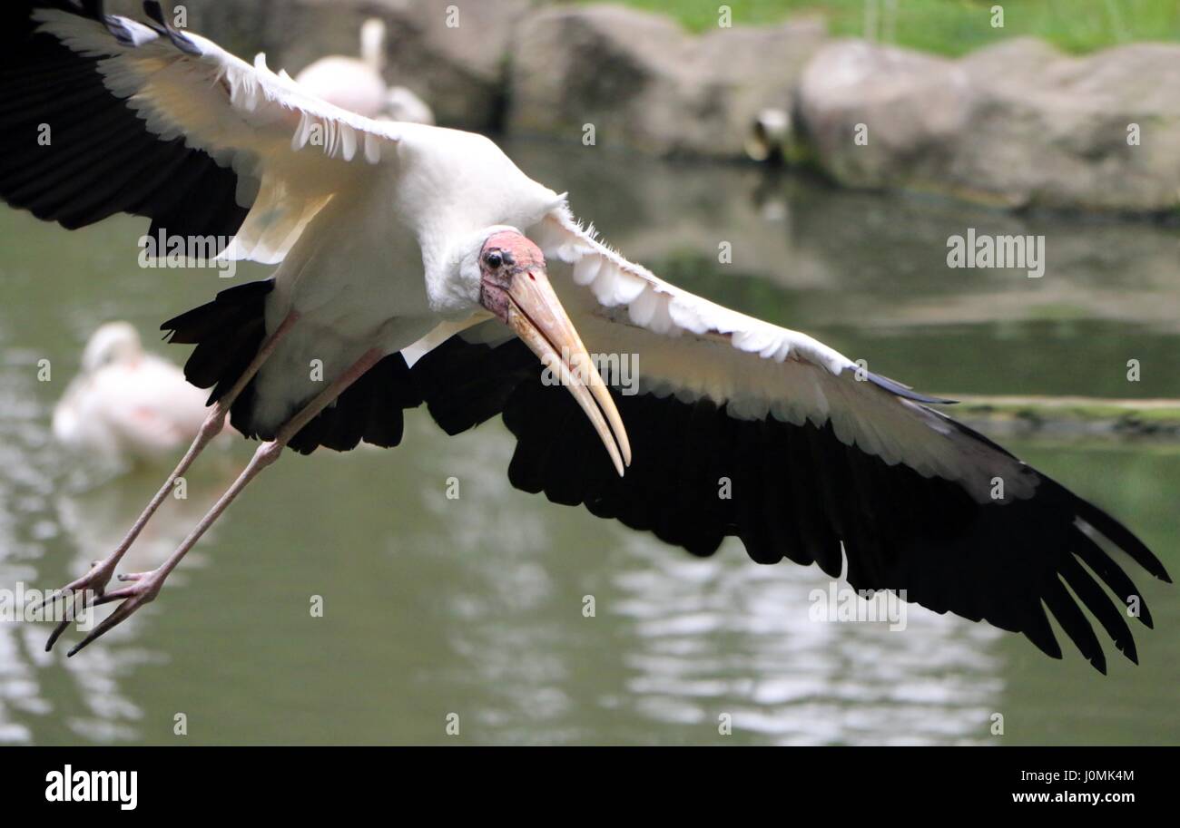 Yellow billed Stork bird flying near water Stock Photo