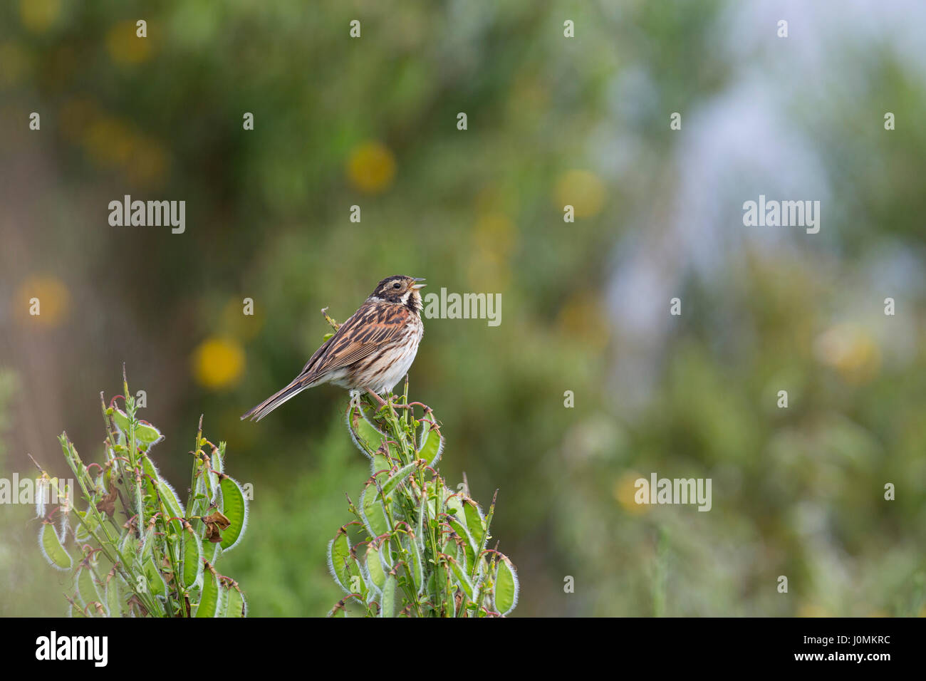 Reed Bunting; Emberiza schoeniclus Single Female Orkney; UK Stock Photo