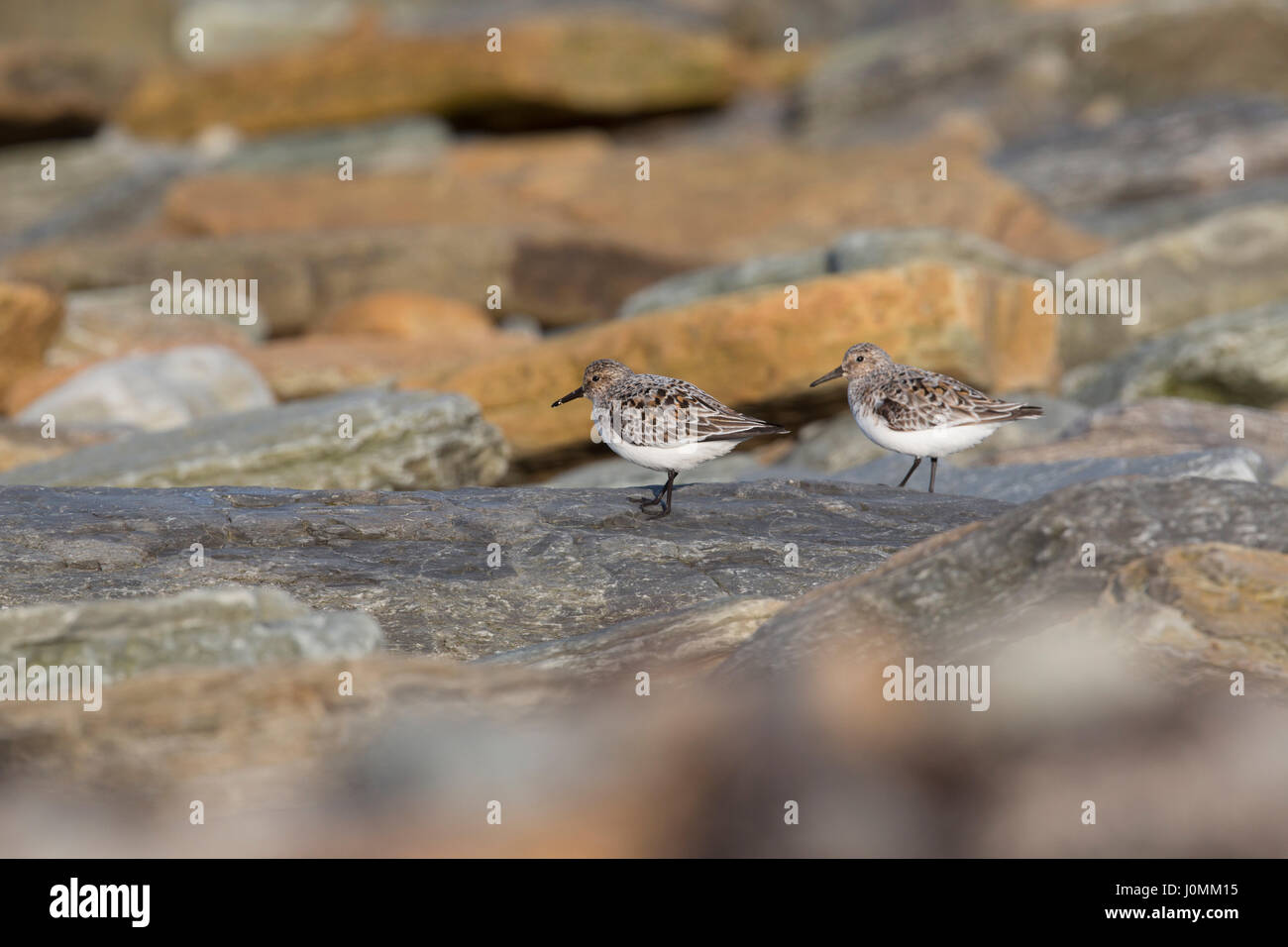 Sanderling; Calidris alba Two; Summer Plumage Orkney; UK Stock Photo