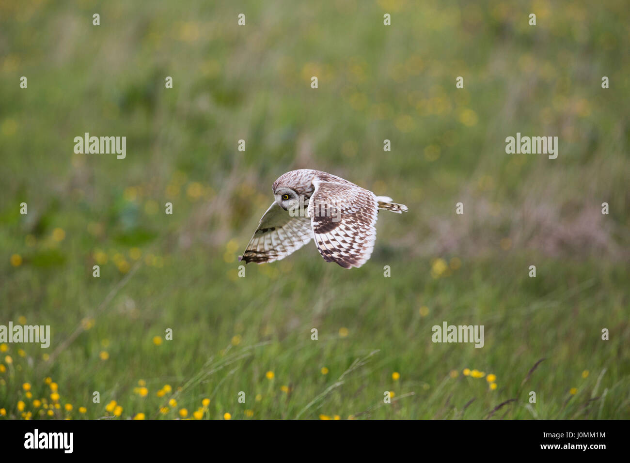 Short Eared Owl; Asio flammeus Single in Flight Orkney; Scotland; UK Stock Photo