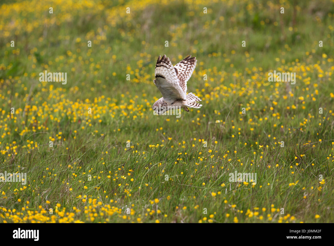 Short Eared Owl; Asio flammeus Single in Flight Orkney; Scotland; UK Stock Photo