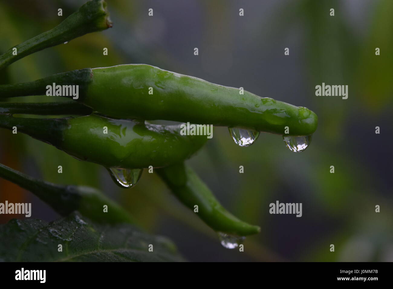 Green chilli wallpaper hi-res stock photography and images - Alamy