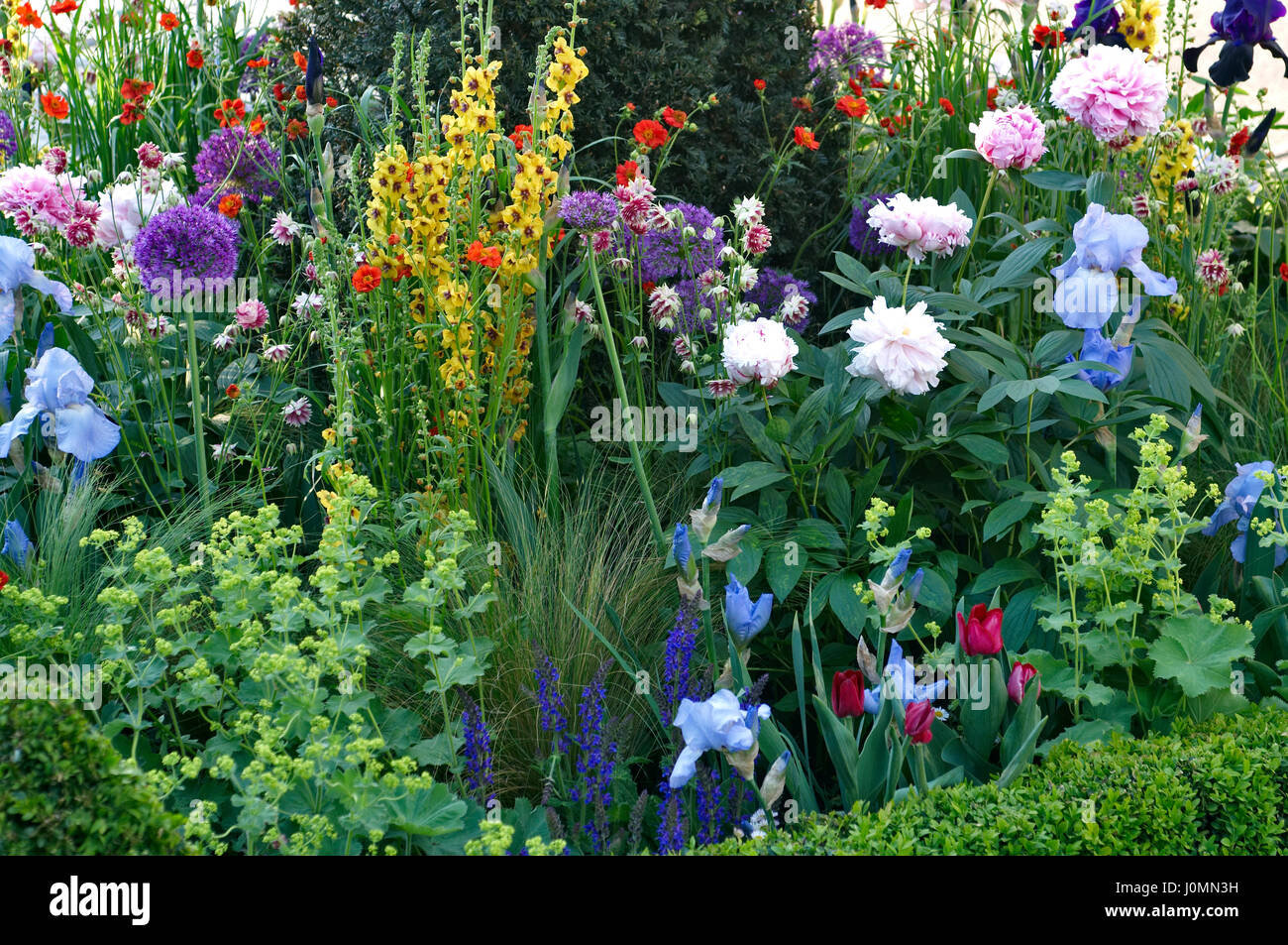 Close up of a mixed flower border with Verbascum, Iris's and Peonies Stock Photo