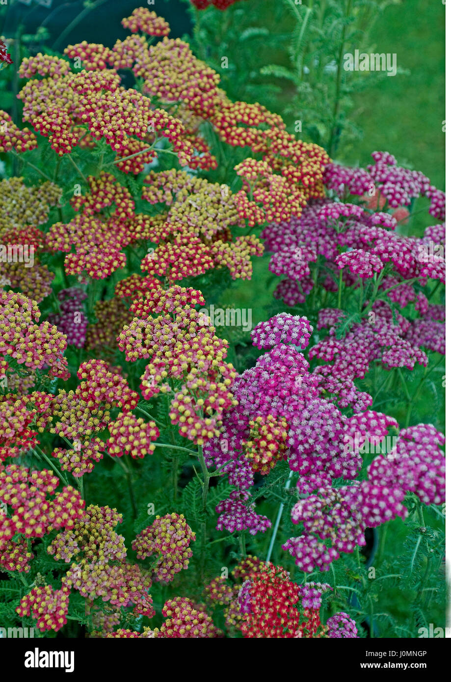 The mixed colours of the Achillea 'Fanal' Stock Photo