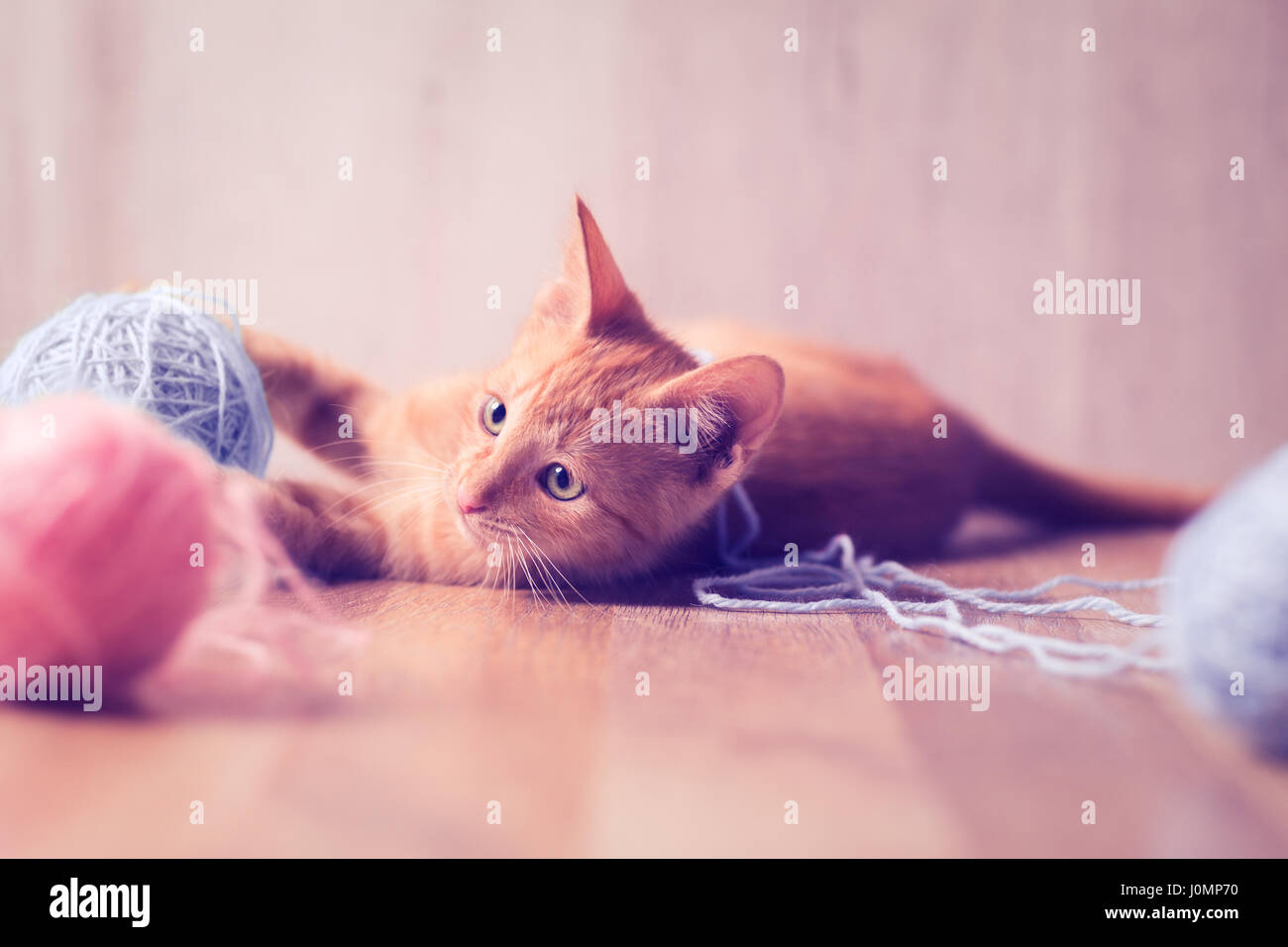 cute little cat playing with balls of wool Stock Photo Alamy