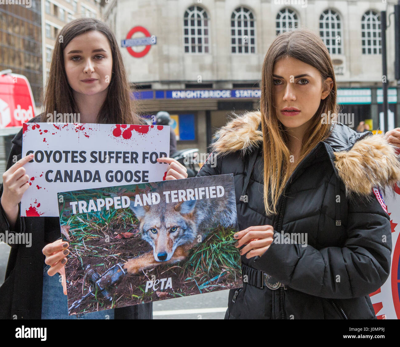 Wearing a replica Canada Goose jacket a PETA model stands in a