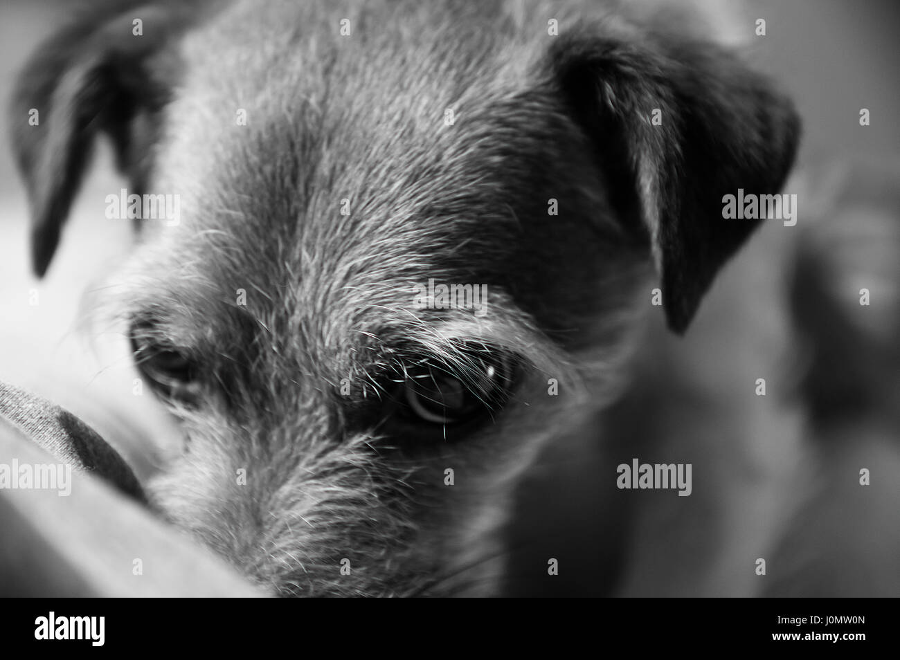 Black and White Jack Russell Terrier Stock Photo