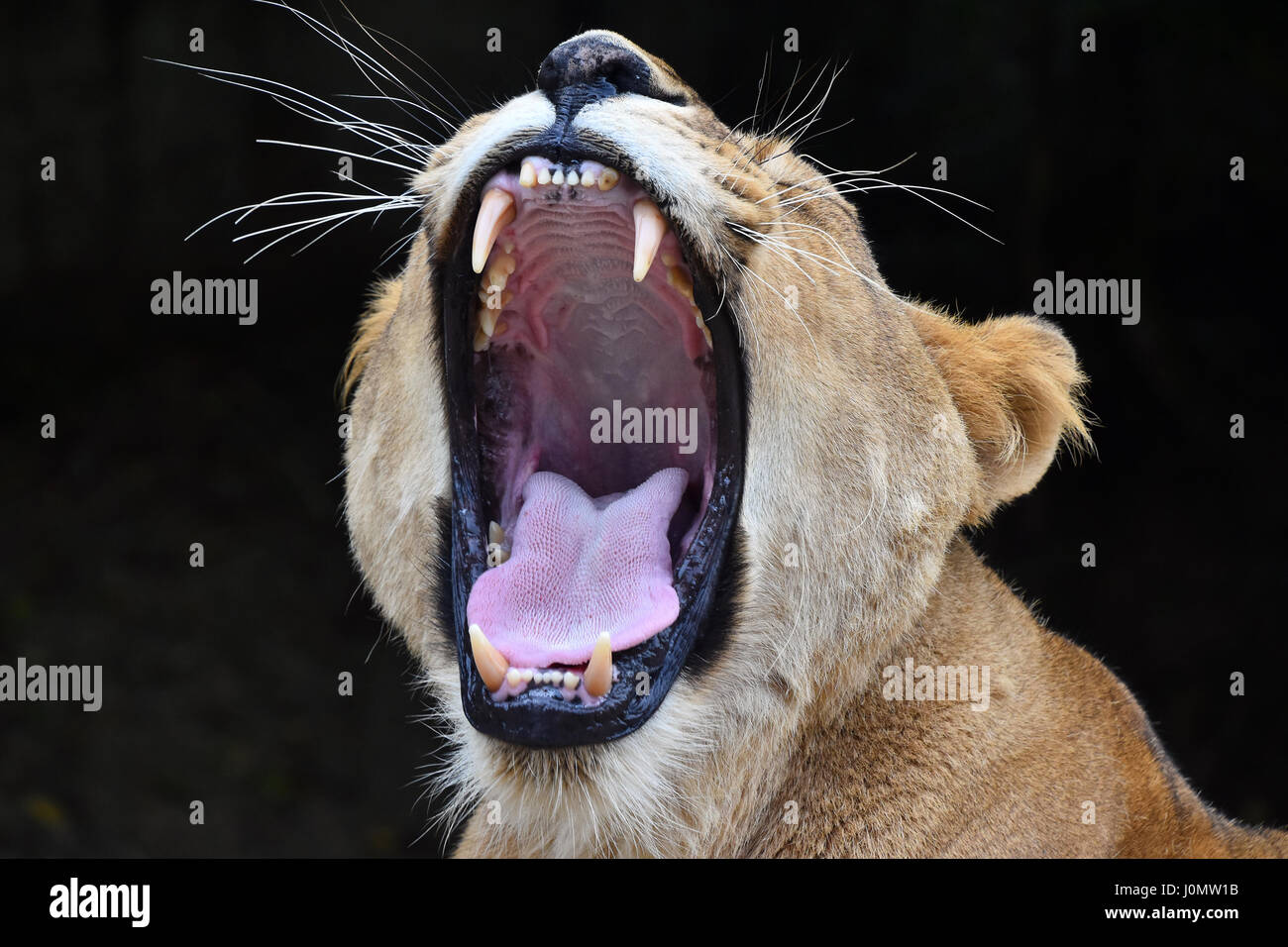 Close up side portrait of female African lioness Stock Photo