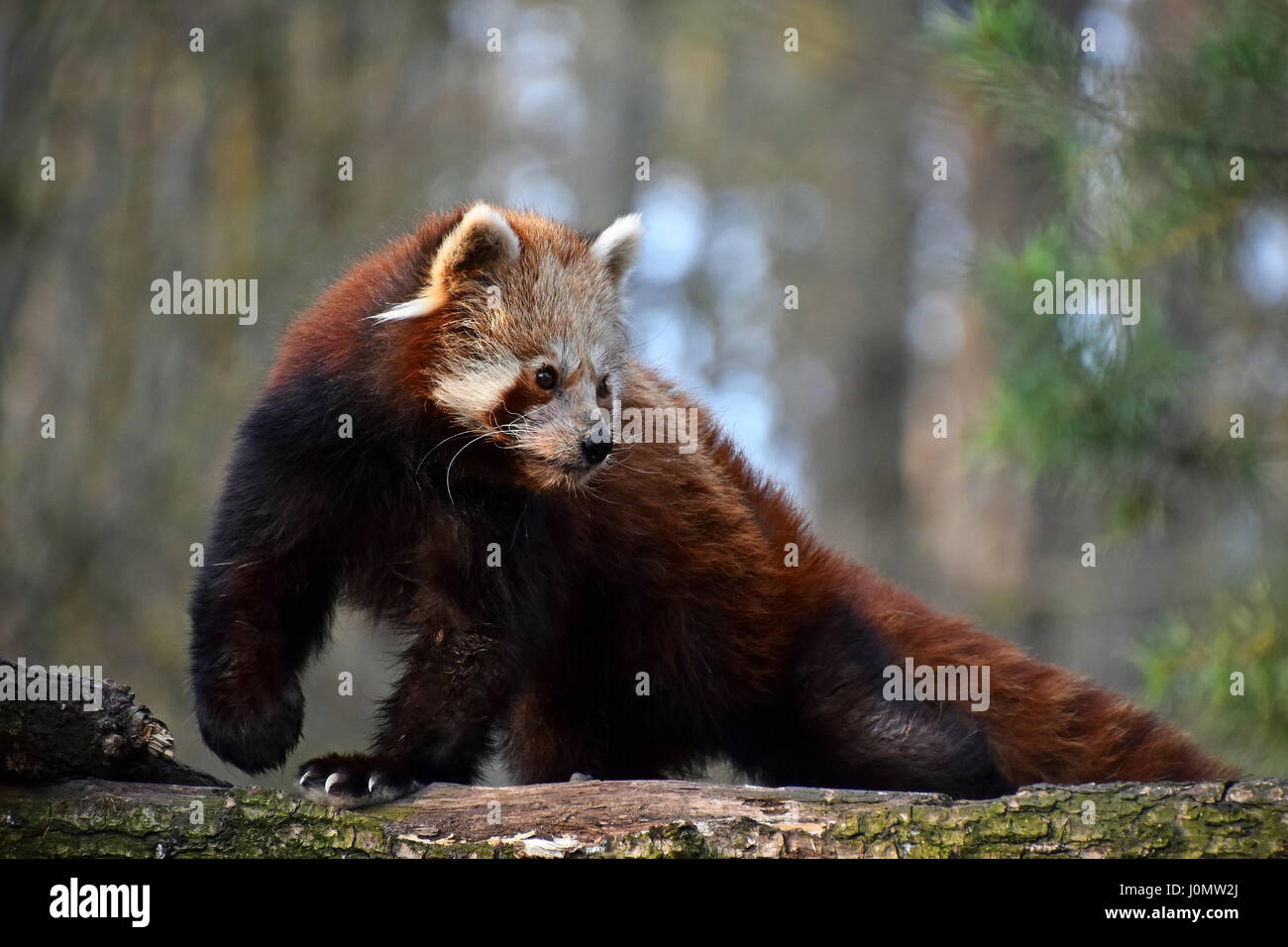 One red panda (Ailurus fulgens, lesser panda) close up side profile portrait on tree, looking away from camera, low angle view Stock Photo