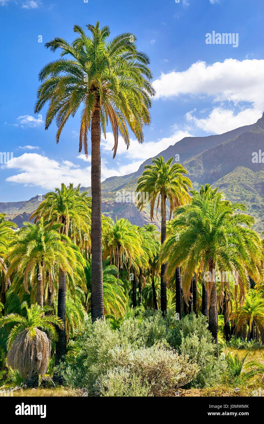 Canarian landscape with palm tree, Gran Canaria, Spain Stock Photo