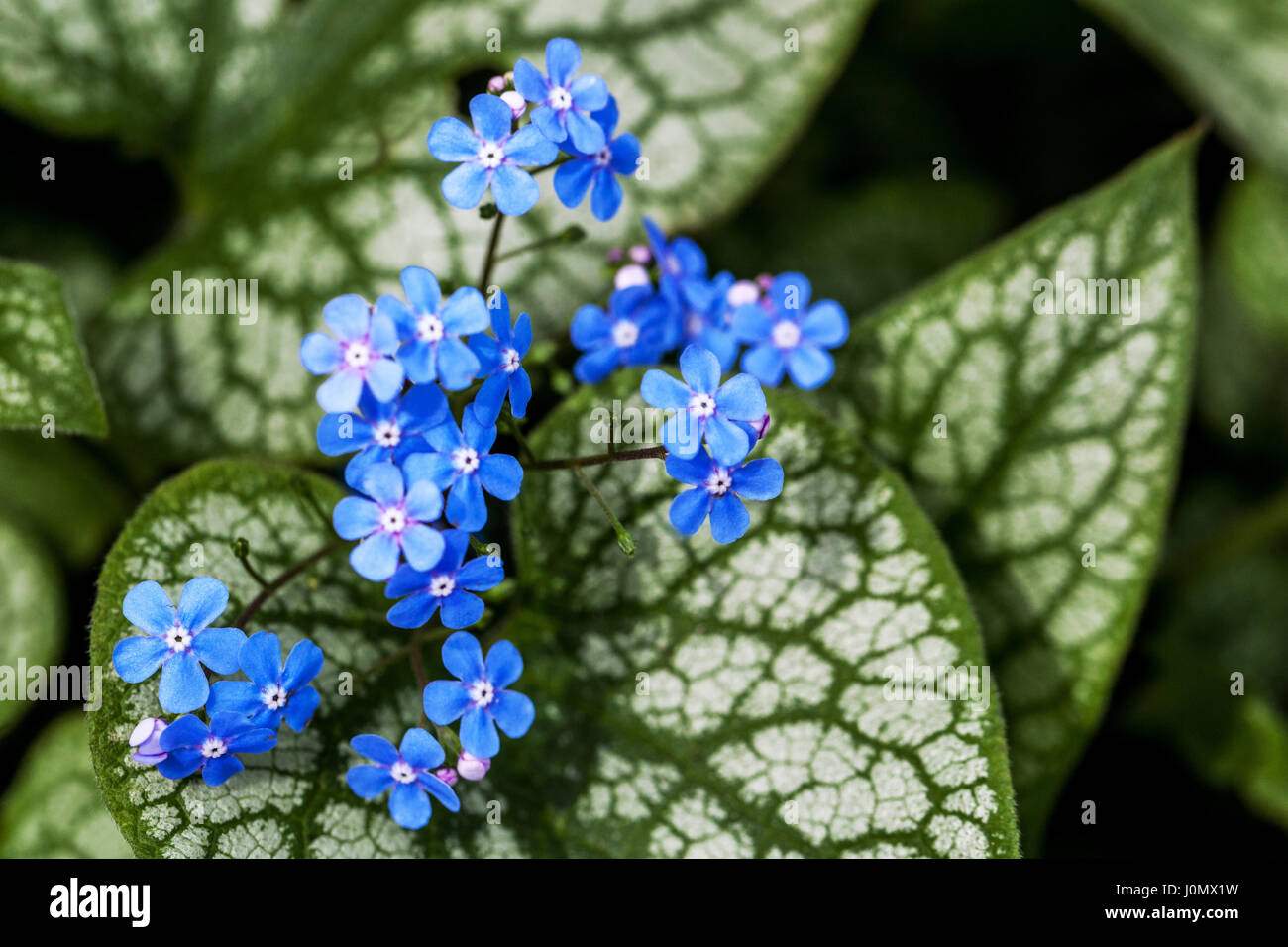 Brunnera jack frost hi-res stock photography and images - Alamy