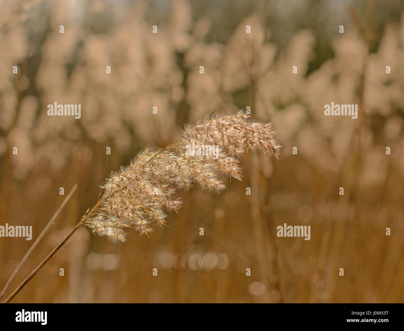 reed background (Poaceae), Selective focus Stock Photo