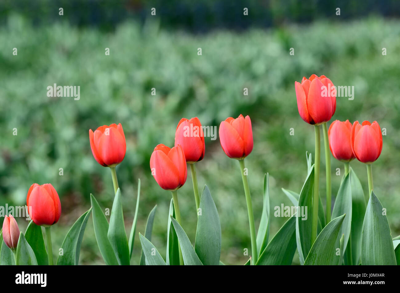 Red tulips with green background soft focus Stock Photo