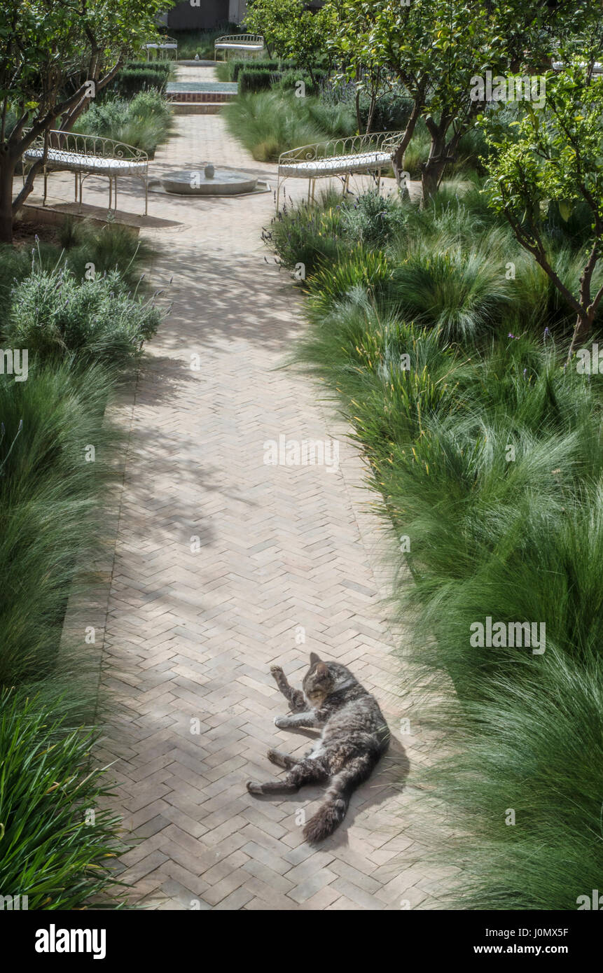 Marrakesh Secret garden cat on pathway Stock Photo