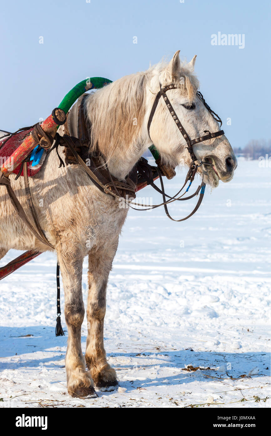 Horse Yoke High Resolution Stock Photography and Images Alamy