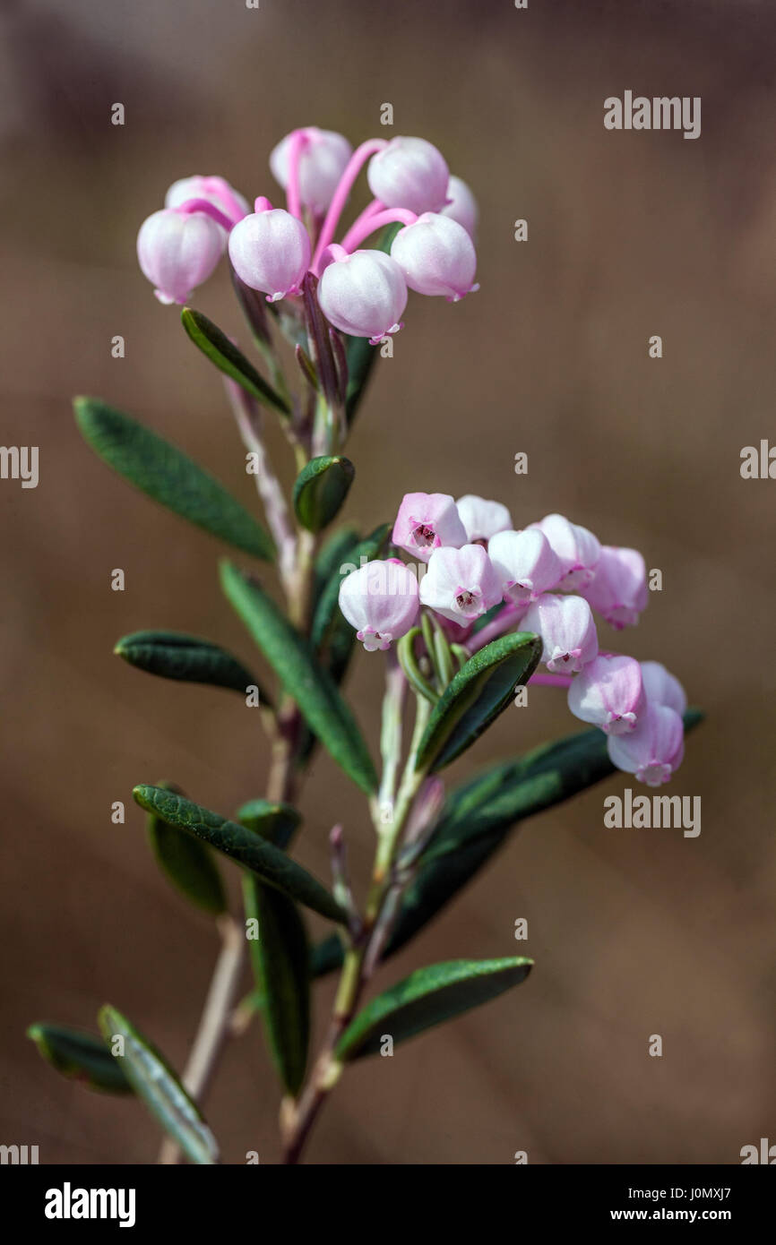 Bogrosemary, Andromeda polifolia in bloom, peat bog flowers Stock
