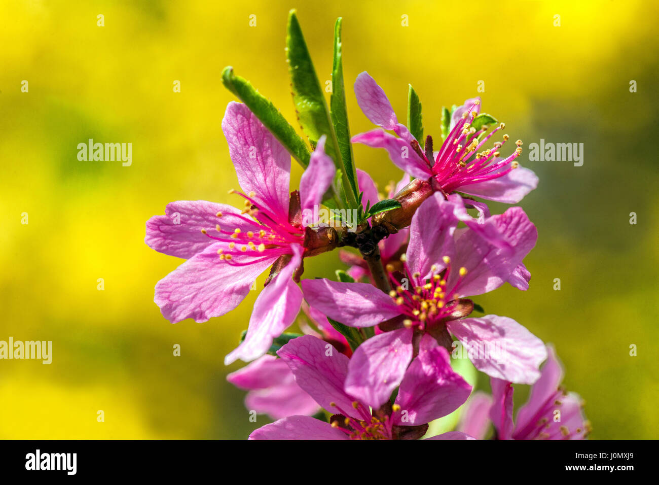 Pink Prunus tenella Flower Dwarf Russian Almond blossom close up Stock Photo