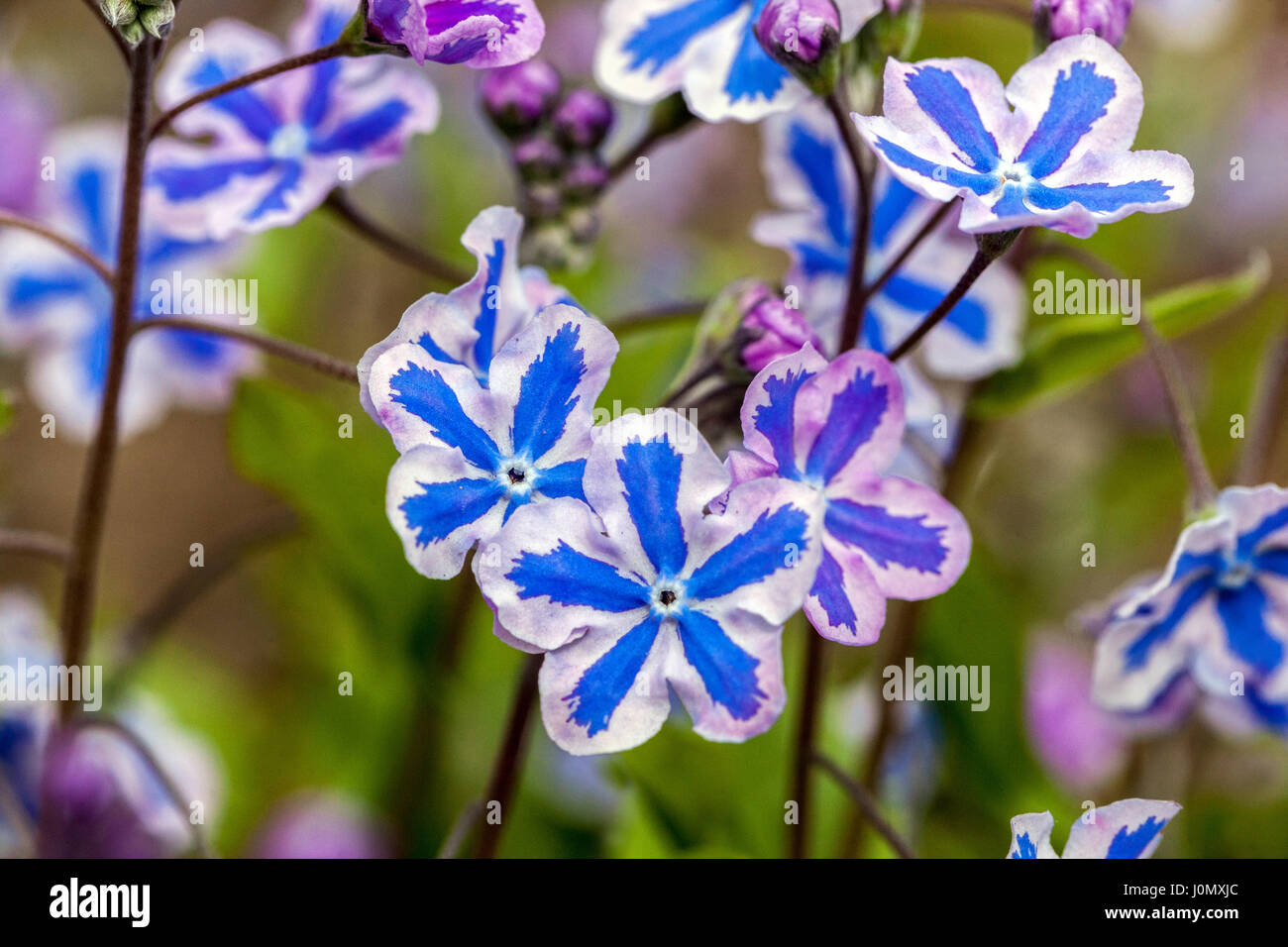 Cappadocian navelwort Close up Flowers Closeup Flower Omphalodes Starry Eyes Omphalodes cappadocica Starry Eyes White Blue Omphalodes Blue eyed Mary Stock Photo