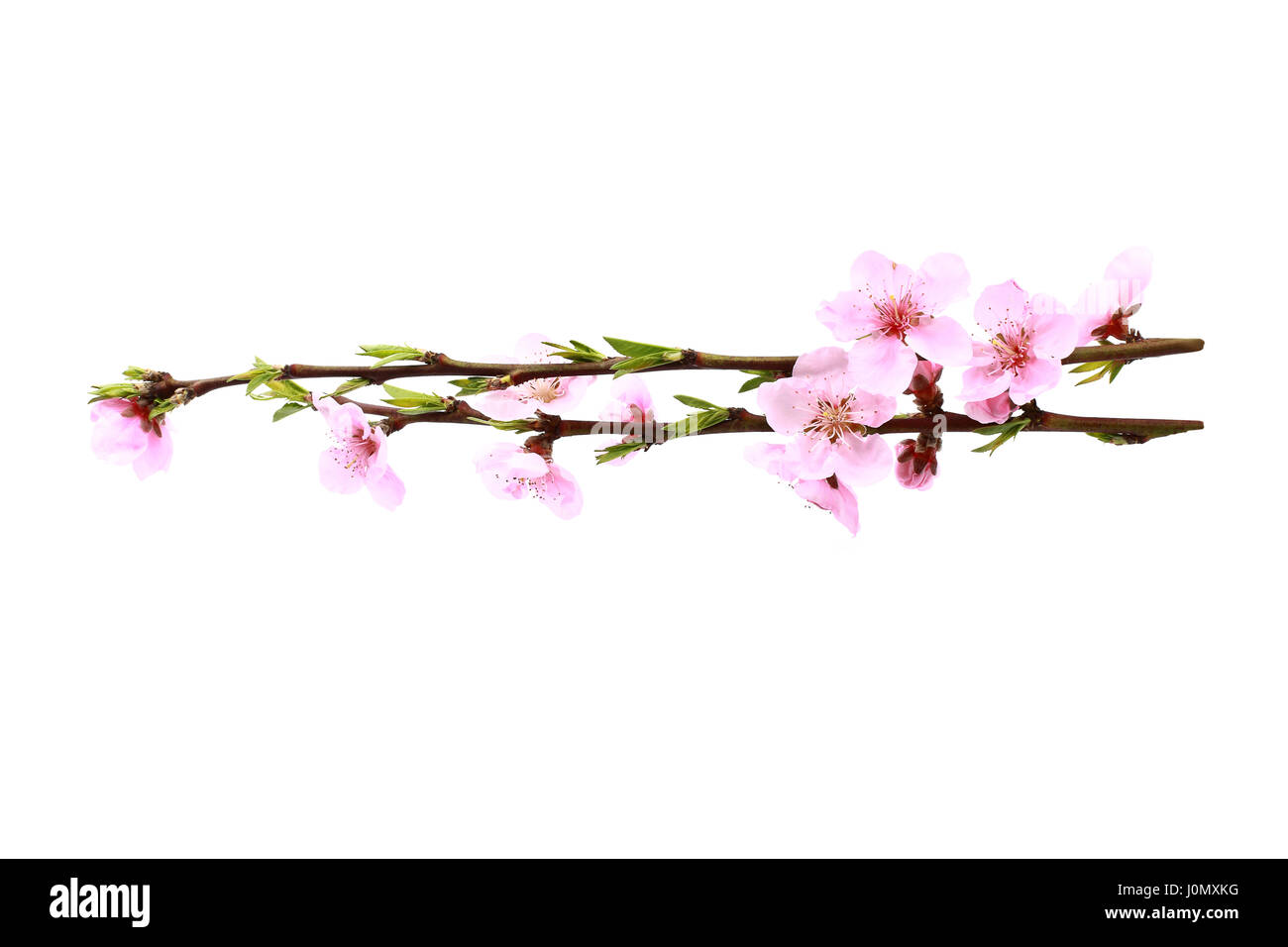 Beautiful pink blossom isolated on a white background Stock Photo - Alamy
