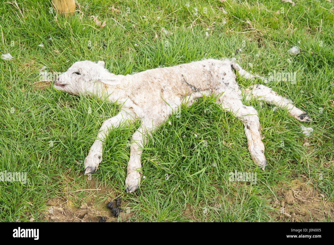 dead lamb Stock Photo