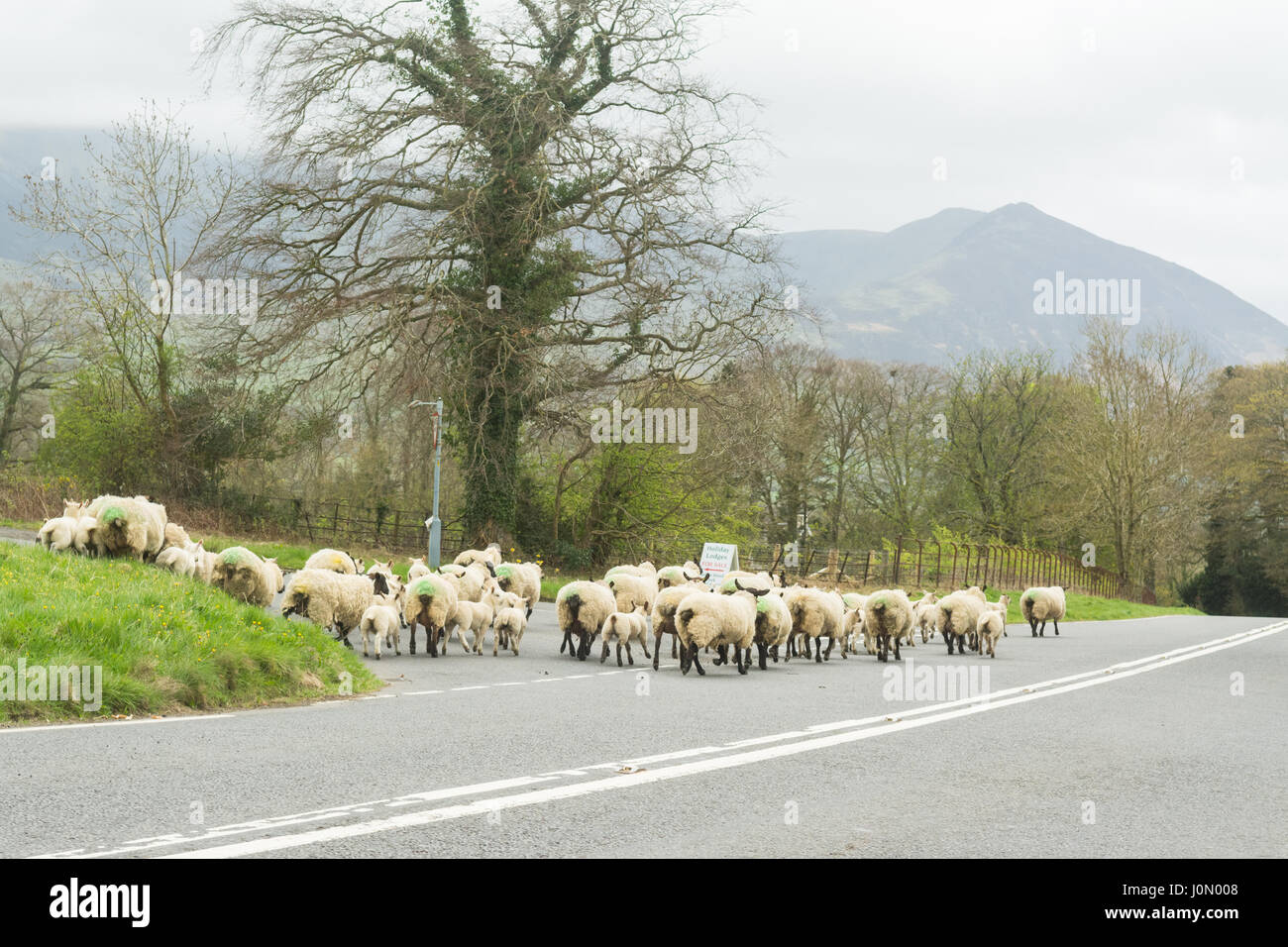 Sheep On The Road In The Lake District National Park England Stock 