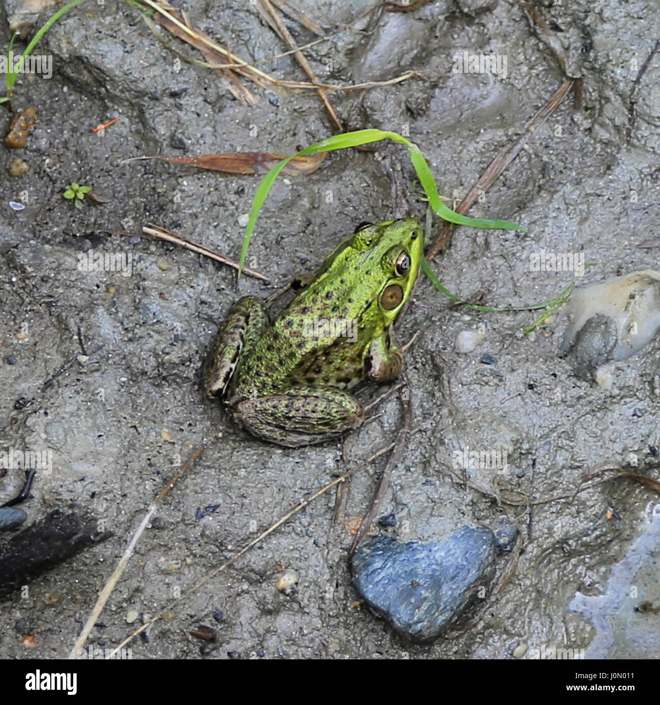 Frog in Mud Stock Photo Alamy