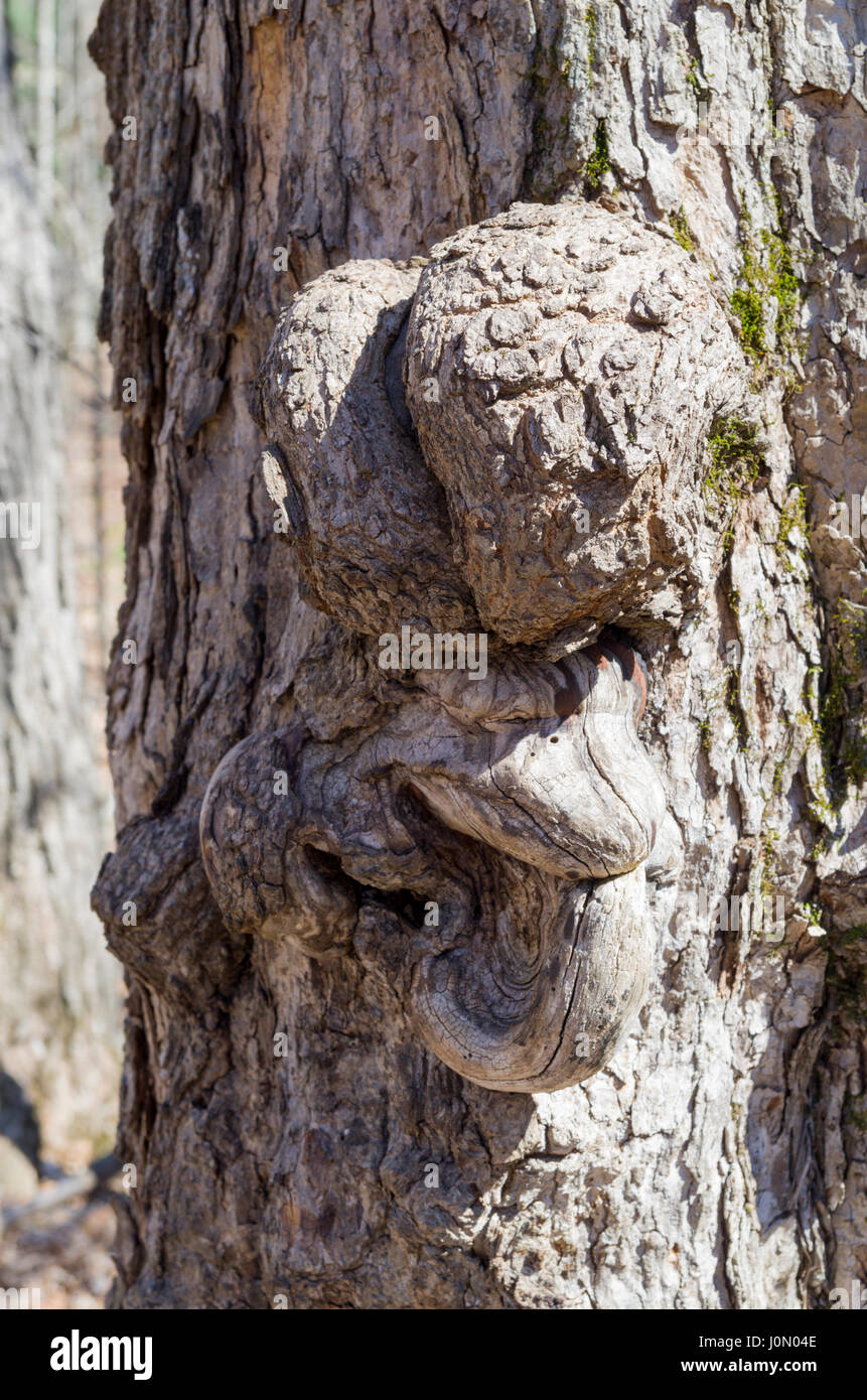 Burl Insect Mill of kintail hi-res stock photography and images - Alamy