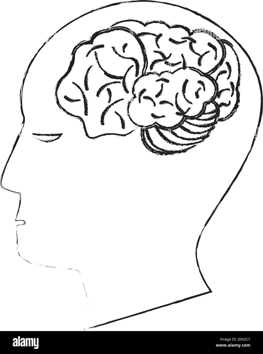 Premium PSD  A drawing of a human brain with the word  brain  on it