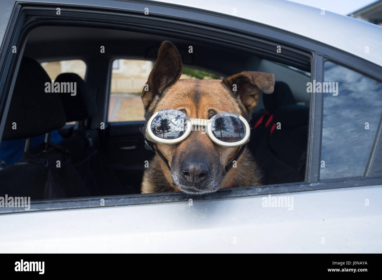 Adelaide Australia. 15th April 2017. A dog wearing doggles sunglasses