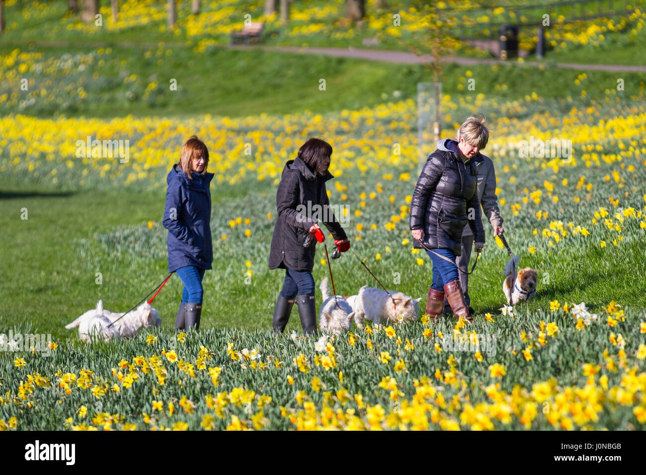 April Sunshine and spring daffodils at Riverside Park Aberdeen, as local dog walkers take advantage of good weather for a walk beside the River . Aberdeen City Council has overseen the creation of the 0.7 miles stretch of the daffodil lined cycling-walking route along the north bank of the River Dee, between the King George VI Bridge and the Bridge of Dee, Stock Photo
