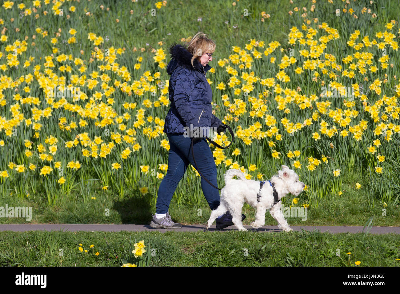 April Sunshine and spring daffodils at Riverside Park Aberdeen, as locals take advantage of good weather beside the River . Aberdeen City Council has overseen the creation of the 0.7 miles stretch of the daffodil lined cycling-walking route along the north bank of the River Dee, between the King George VI Bridge and the Bridge of Dee, Stock Photo
