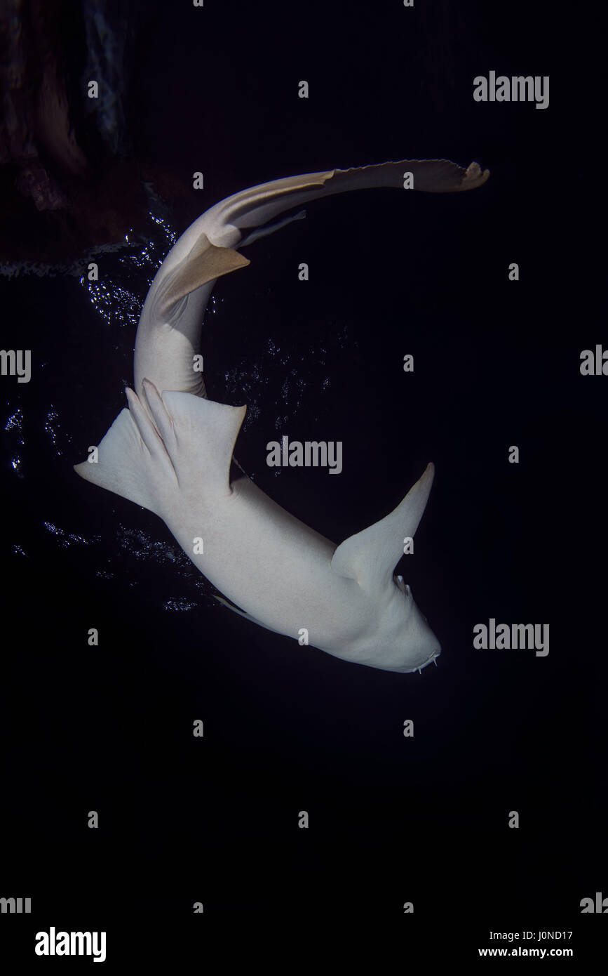 Indian Ocean, Maldives. 22nd Mar, 2017. Tawny nurse shark - Nebrius ferrugineus swims in the night, Indian Ocean, Maldive Credit: Andrey Nekrasov/ZUMA Wire/ZUMAPRESS.com/Alamy Live News Stock Photo