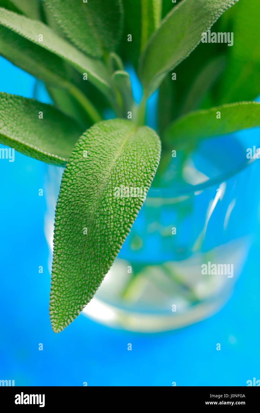 Close-up of a bunch of sage. Shallow DOF. Focus on leaf. Stock Photo