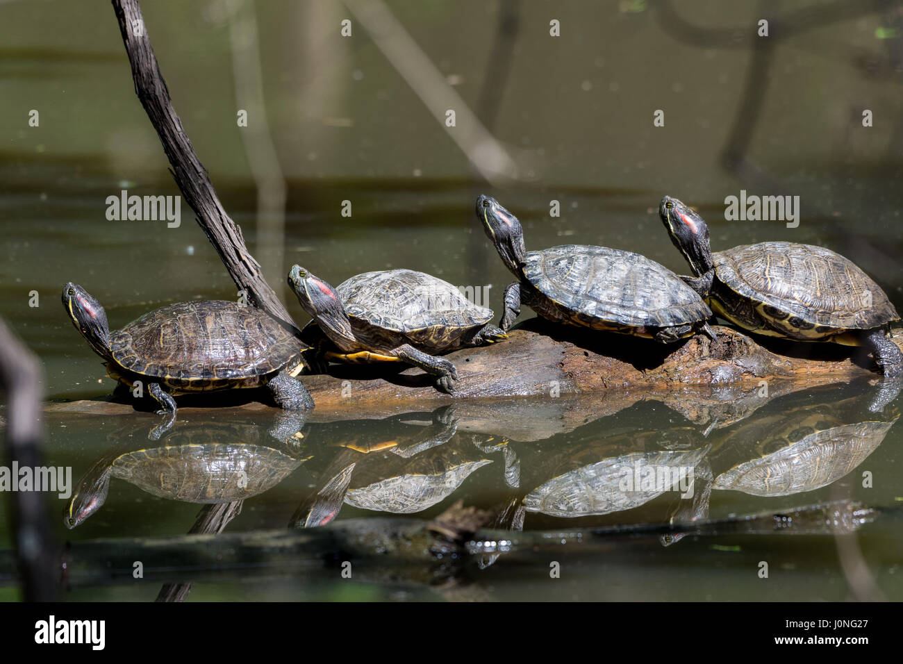 Pond turtles hi-res stock photography and images - Alamy