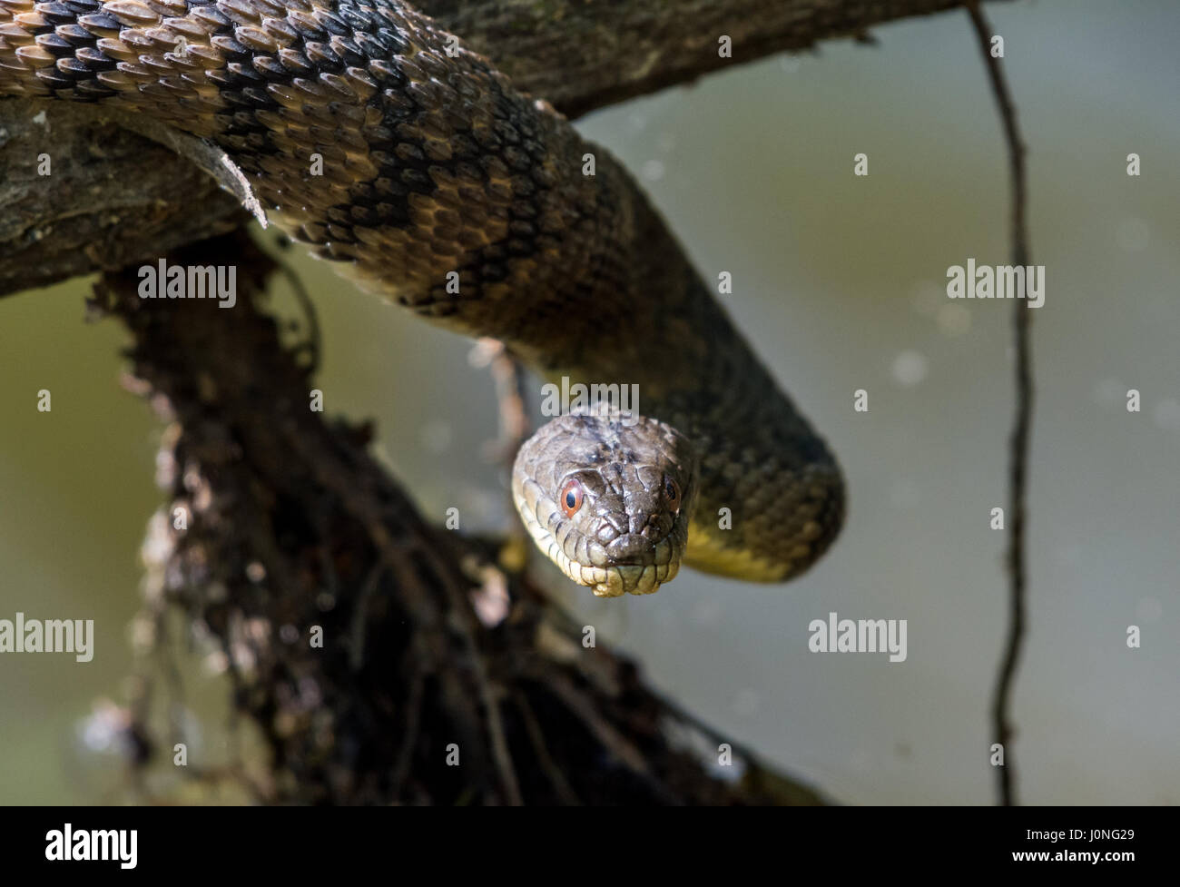 A large Diamond-backed Water Snake (Nerodia rhombifer) on a tree trunk by a pond. Houston, Texas, USA. Stock Photo