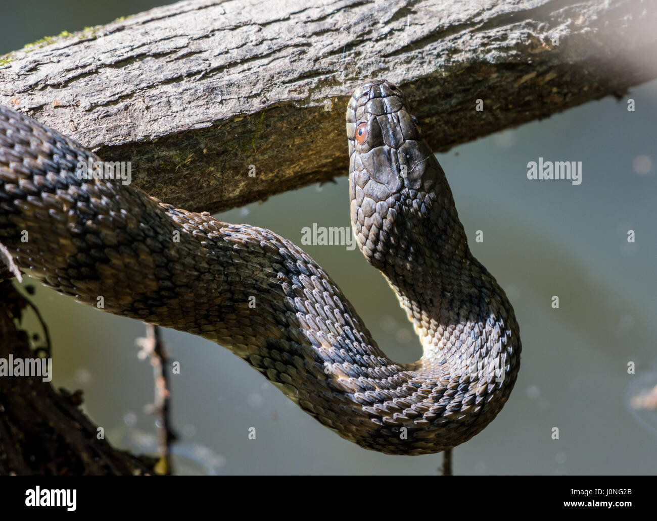 A large Diamond-backed Water Snake (Nerodia rhombifer) on a tree trunk by a pond. Houston, Texas, USA. Stock Photo