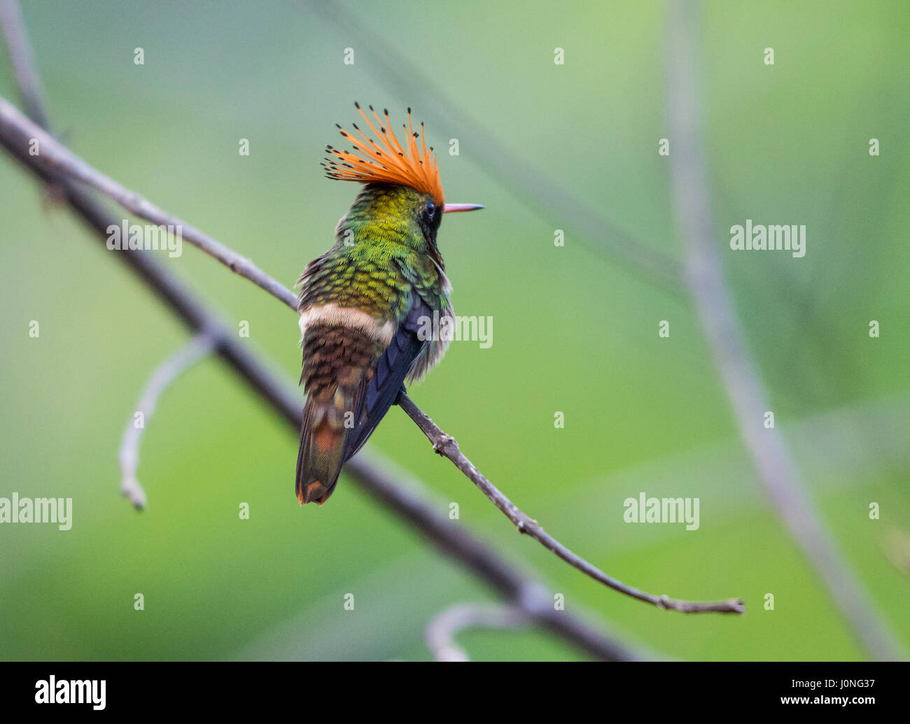 A Rufous-crested Coquette (Lophornis delattrei) with bright orange crest perched on a branch. Peru, South America. Stock Photo