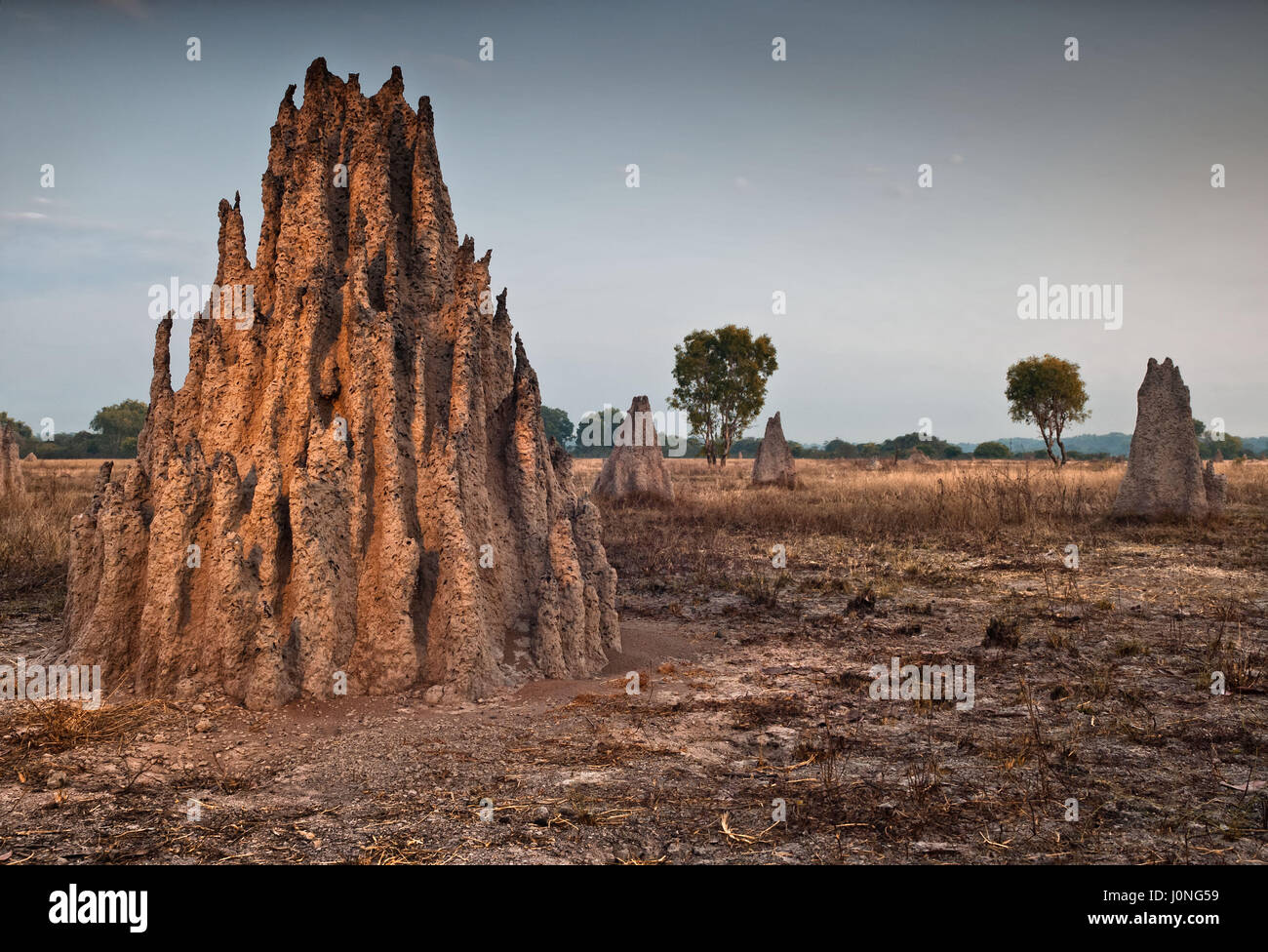 Cathedral termite mounds (Nasutitermes triodae), Kakadu National Park ...