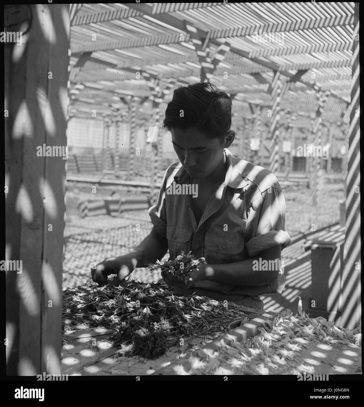 A Japanese man evacuated from his home sorts seedlings from the Salinas Experiment Station for transplanting at the Manzanar Relocation Center in Manzanar, California, 1942. Stock Photo