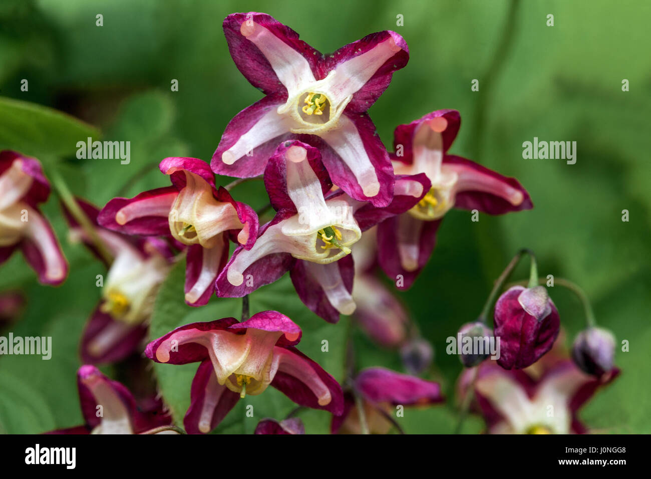 Epimedium rubrum flower close up Stock Photo