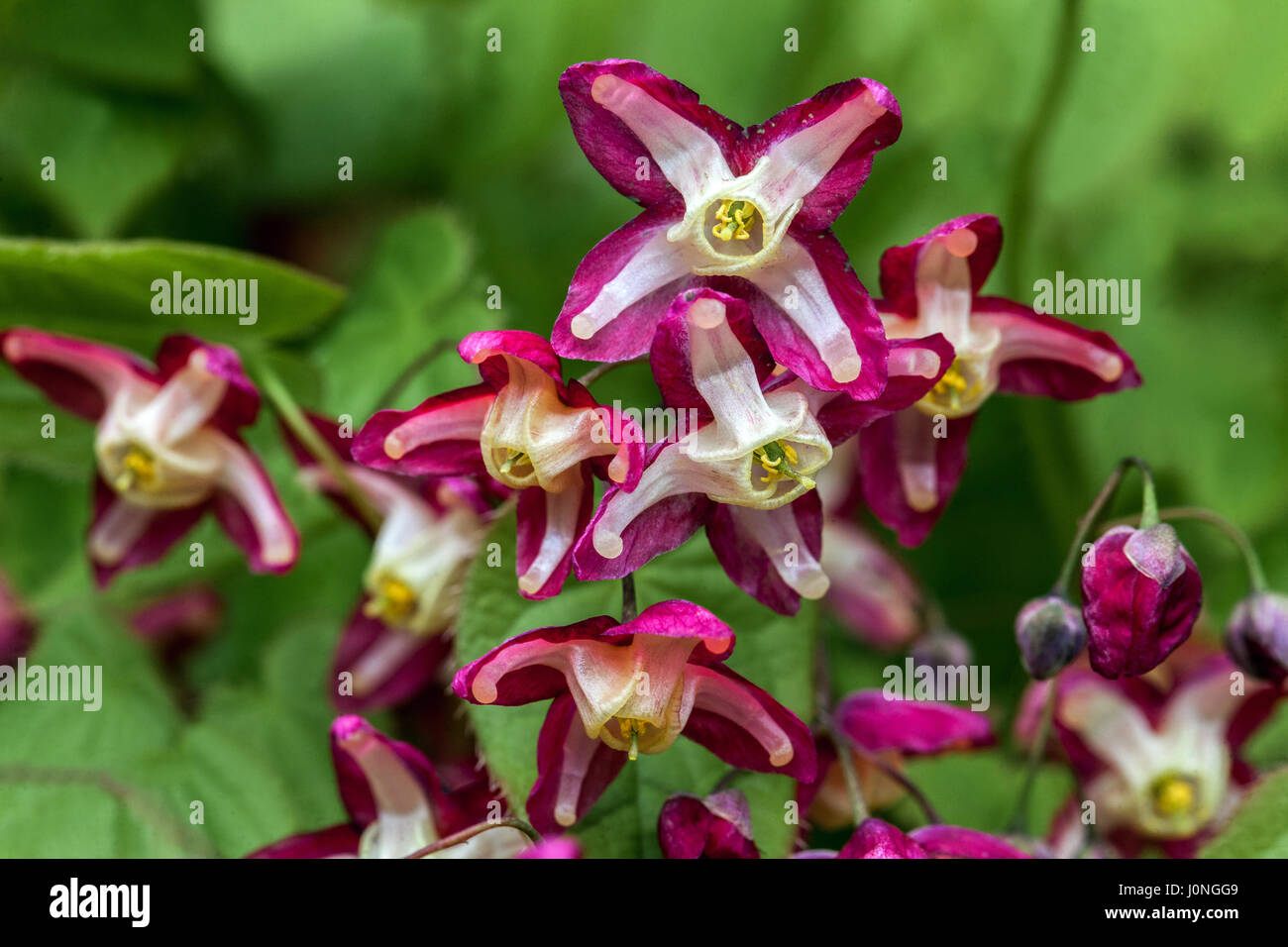 Epimedium rubrum flower Barrenwort Stock Photo