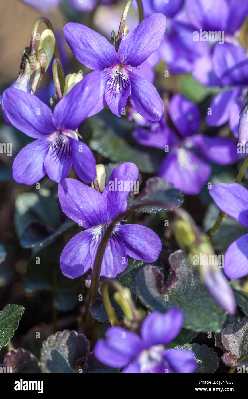 Viola labradorica, Alpine dog violet, Alpine violet, American dog violet, dog violet, and Labrador violet Stock Photo