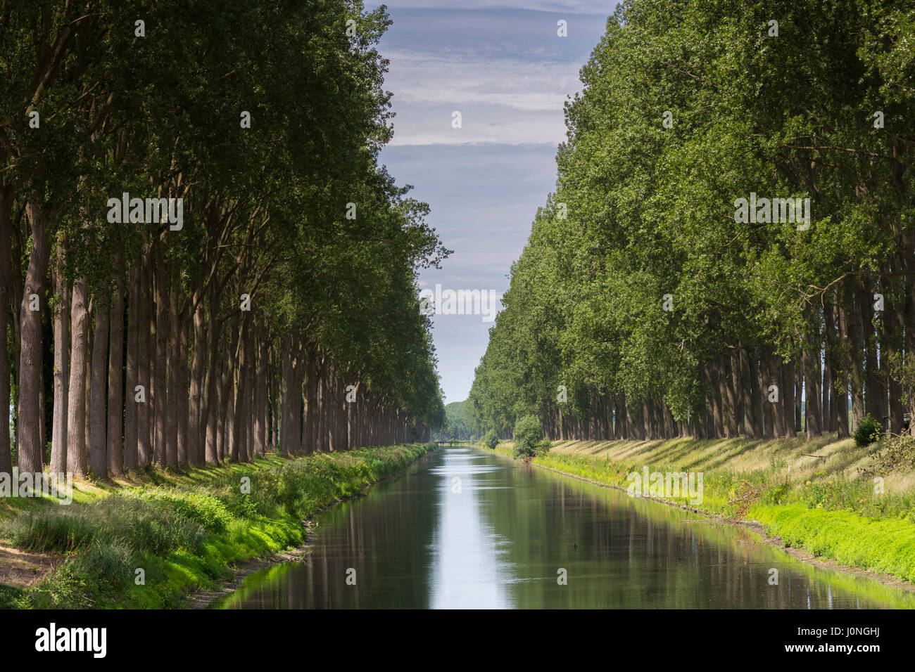 Picturesque avenue of tall trees and Damse Vaart Canal at Damme, province of West Flanders in Belgium Stock Photo