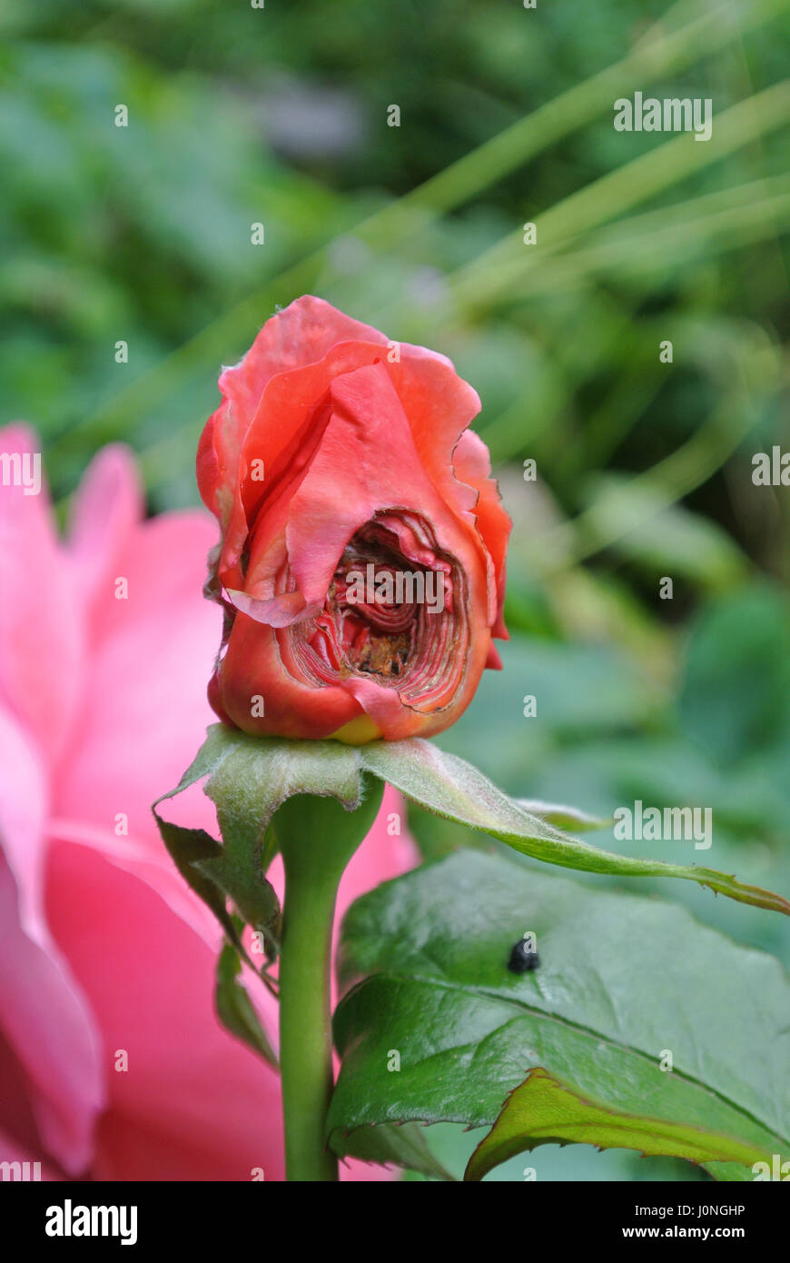 Pest damage on rose bud Stock Photo - Alamy