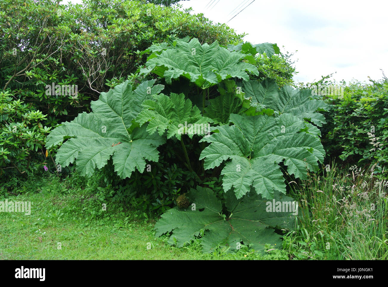 Gunnera is a genus of herbaceous flowering plants Stock Photo