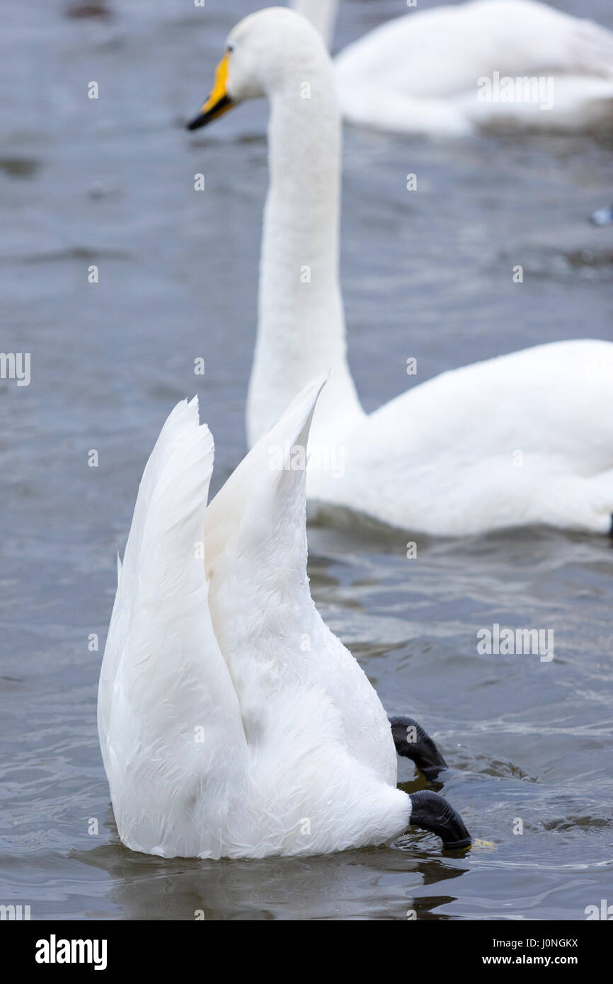 Swans diving hires stock photography and images Alamy