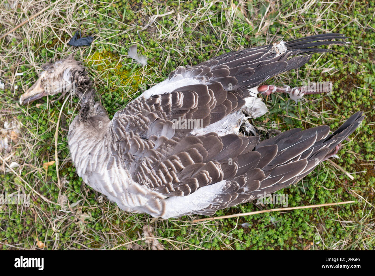 Dead Greylag Goose, Anser anser, in marshland in North Norfolk, UK Stock Photo
