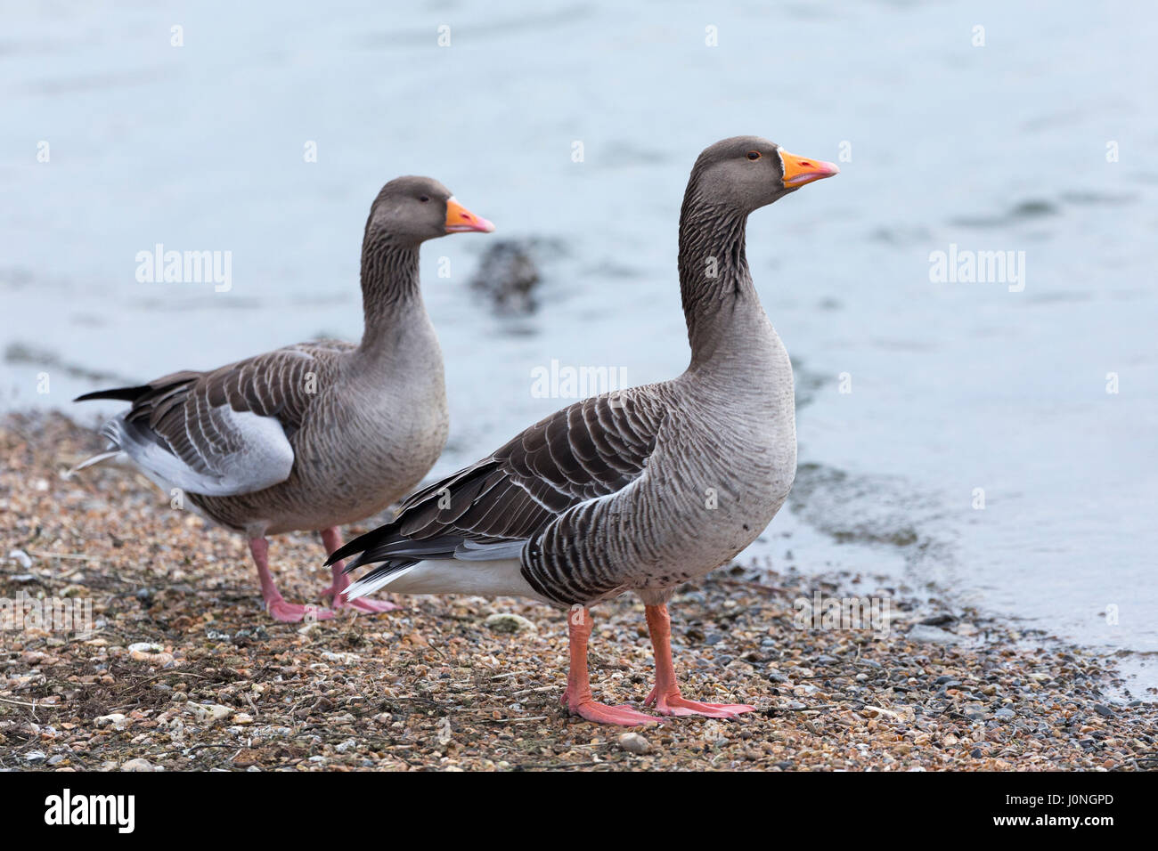 Greylags - Greylag Geese, Anser anser, on pebble beech by the shoreline in North Norfolk, UK Stock Photo